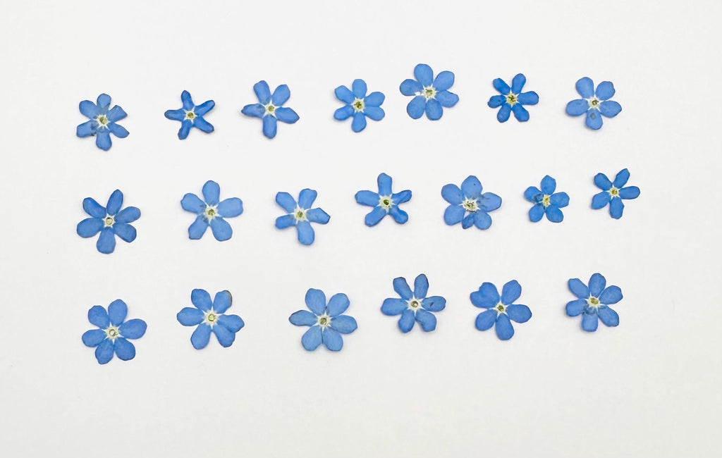 20 Montana Pressed Wildflower Forget Me Nots