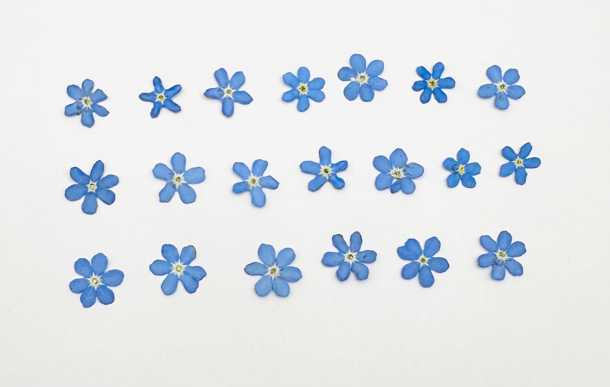 20 Montana Pressed Wildflower Forget Me Nots