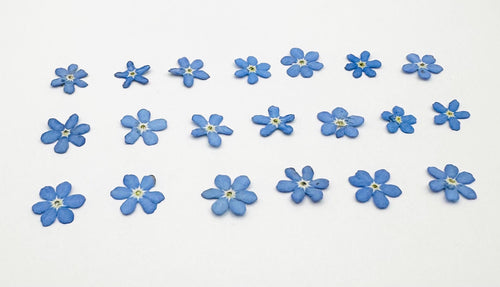 20 Montana Pressed Wildflower Forget Me Nots
