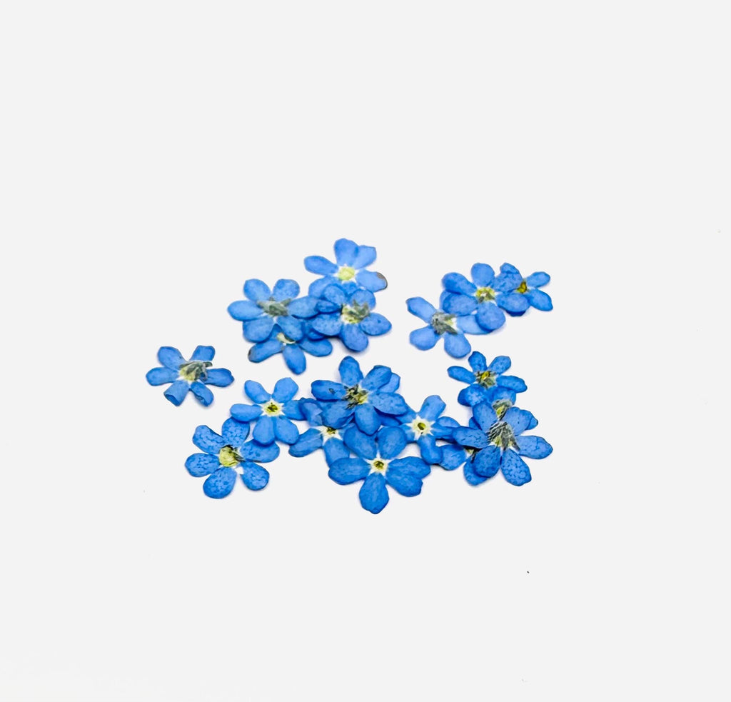 20 Montana Pressed Wildflower Forget Me Nots
