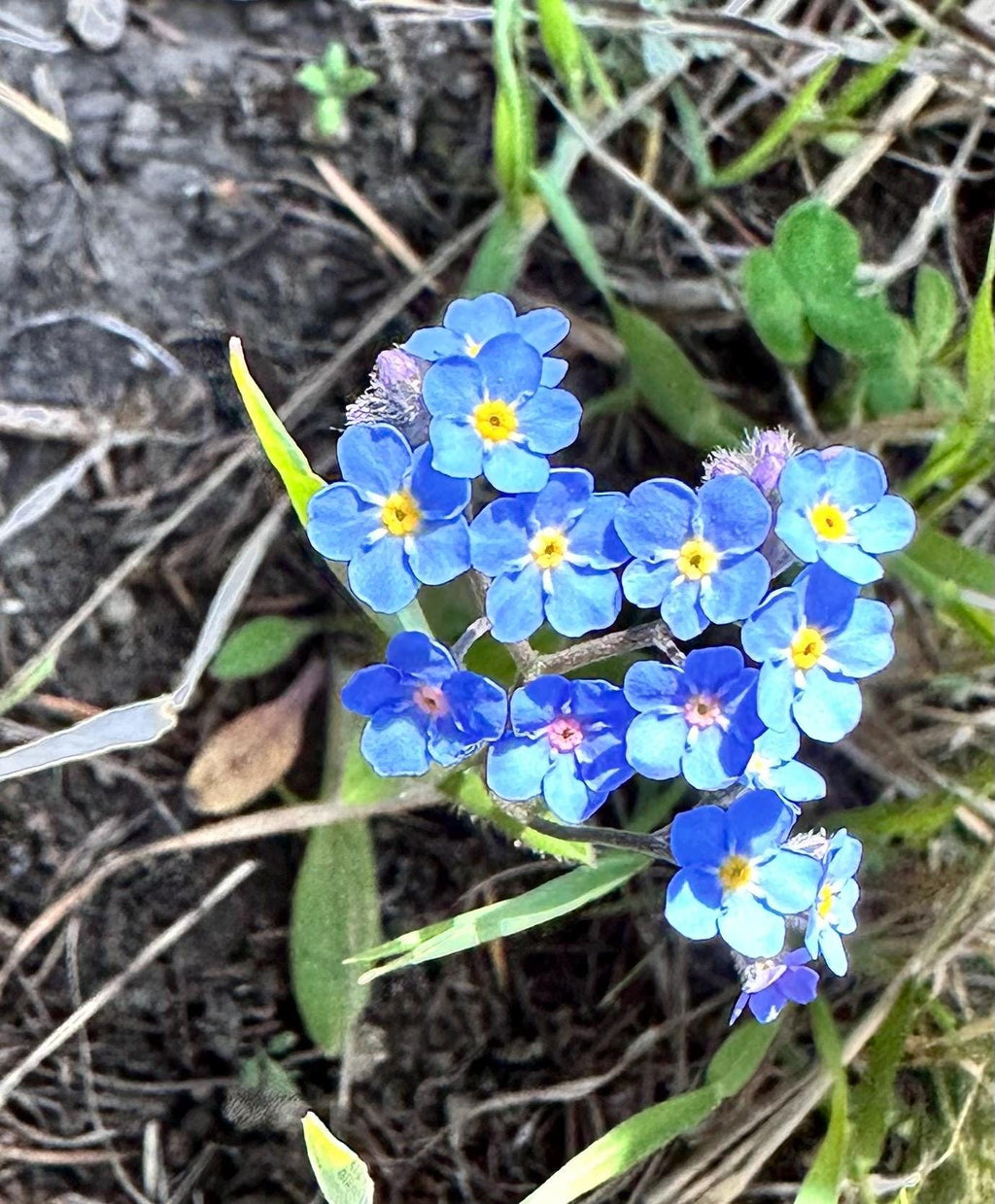 20 Montana Pressed Wildflower Forget Me Nots
