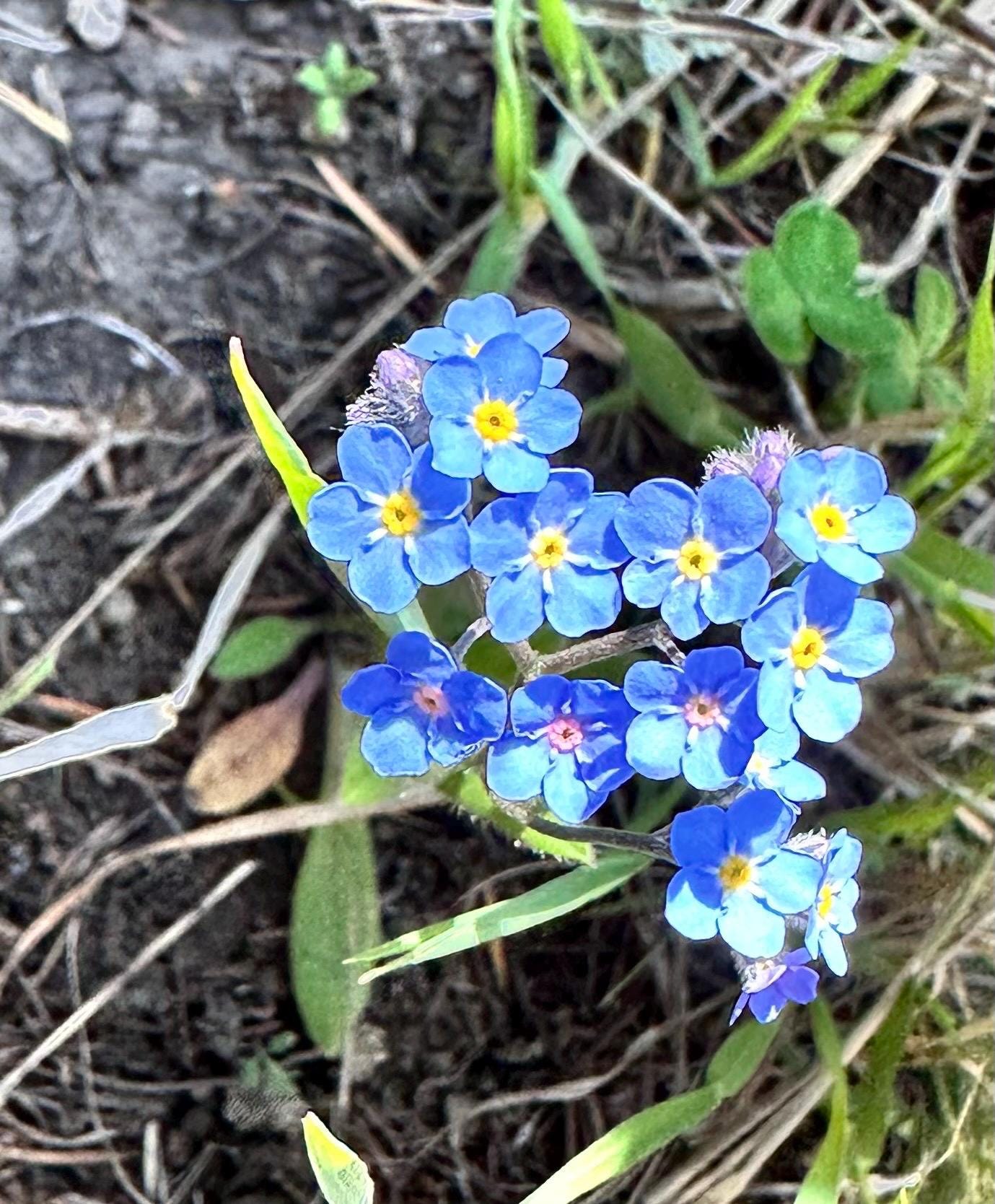 20 Montana Pressed Wildflower Forget Me Nots