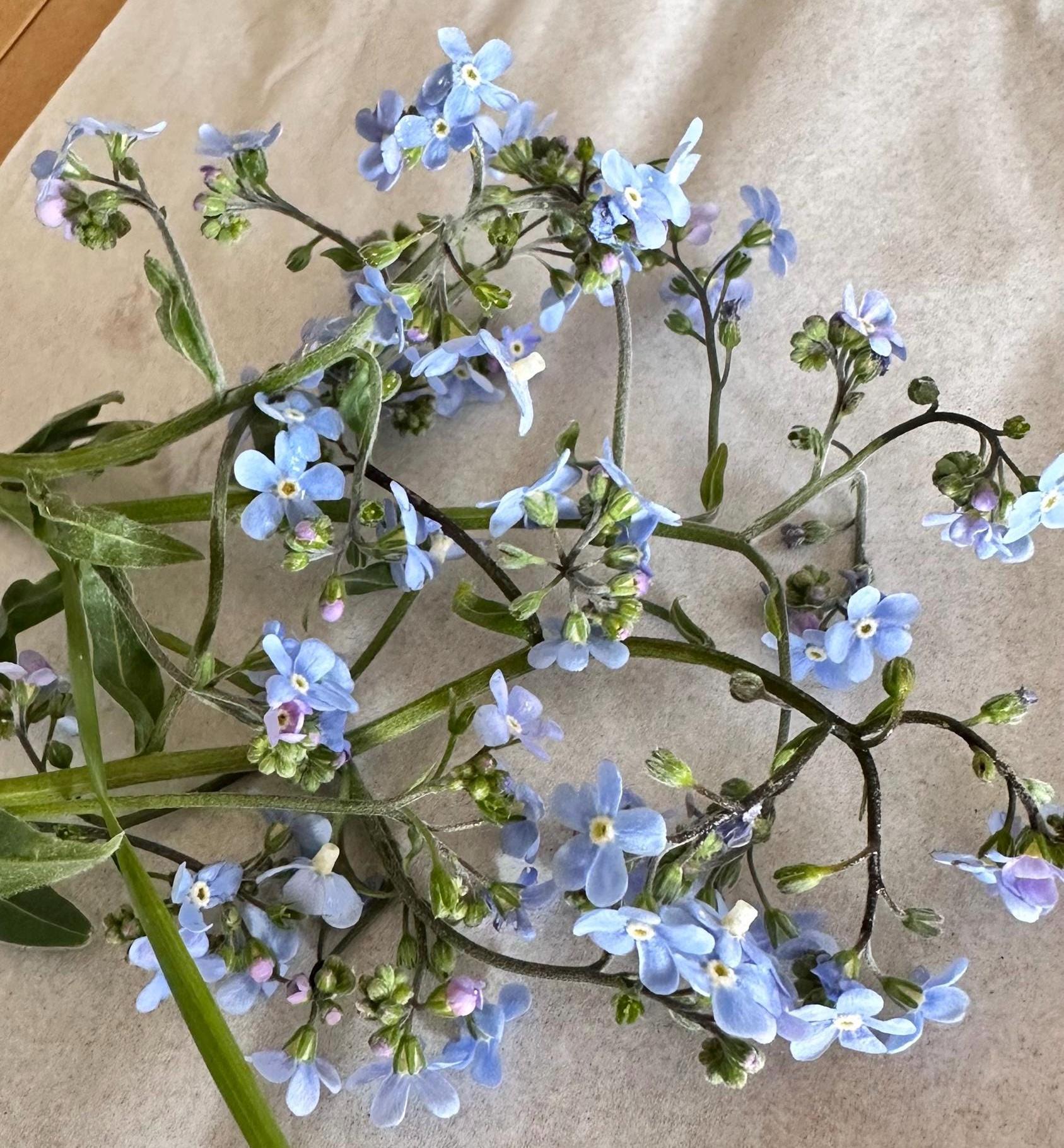 20 Montana Pressed Wildflower Forget Me Nots
