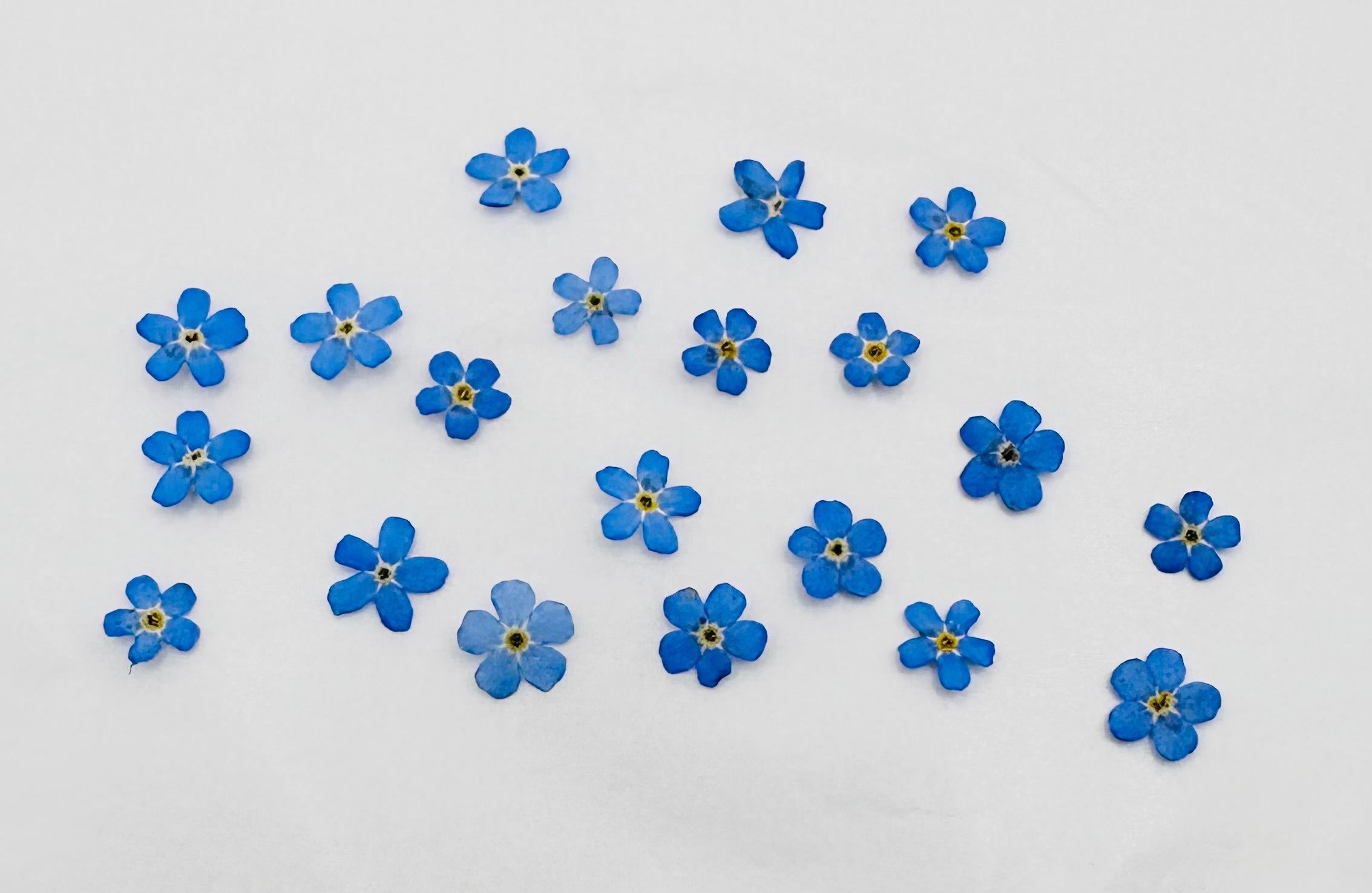 20 Montana Pressed Wildflower Forget Me Nots
